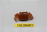 藏品(奧氏後相手蟹)的圖片